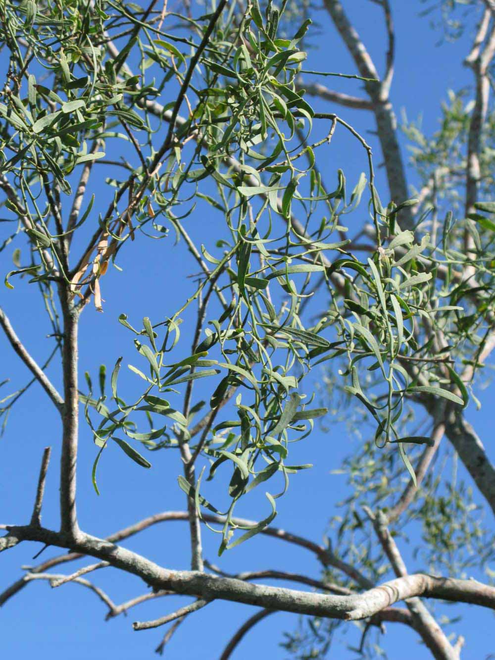              Sun leaves (Winter Haven, FL)       